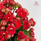 Kalanchoe Mixed (M)
