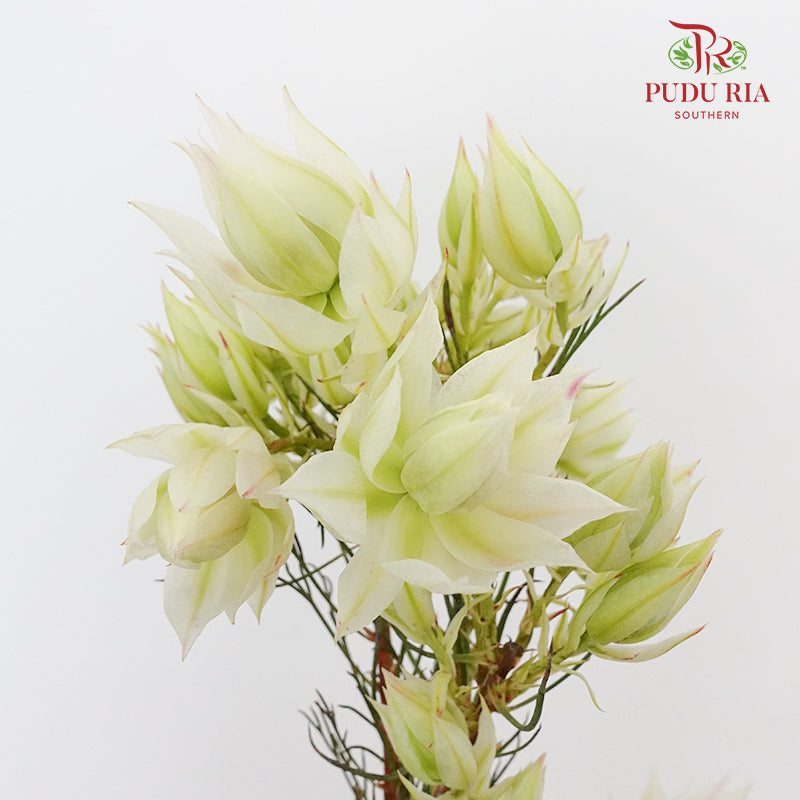 Blushing Bride White - Pudu Ria Florist Southern