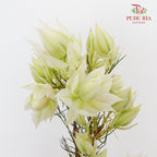 Blushing Bride White - Pudu Ria Florist Southern