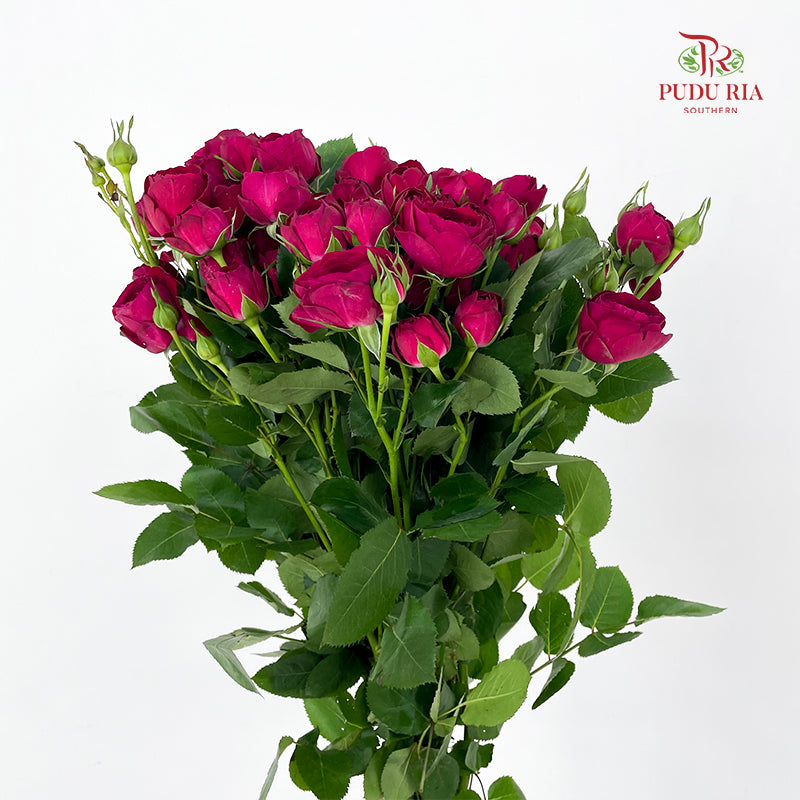 Rose Spray Red Lace - (8-10 Stems)