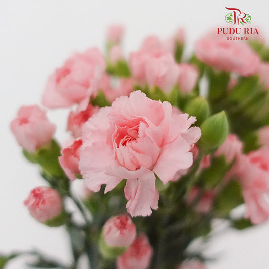 Carnation Spray Little Pink (18-20 Stems) - Pudu Ria Florist Southern