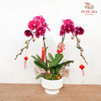 CNY Potted Plant Arrangement 2024#73