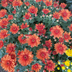 Chrysanthemum Gypsophilla P210 菊花满天星