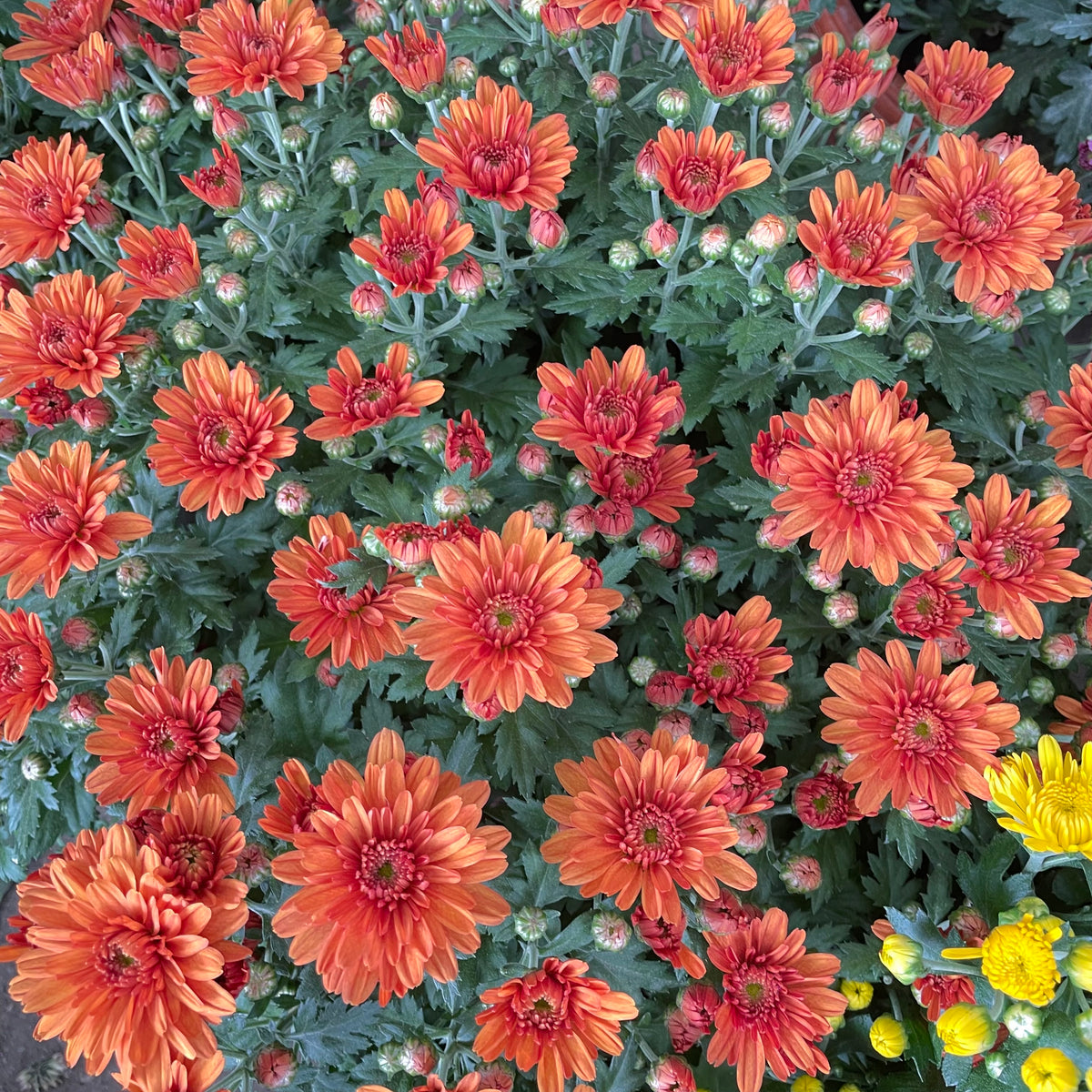 Chrysanthemum Gypsophilla P210 菊花满天星