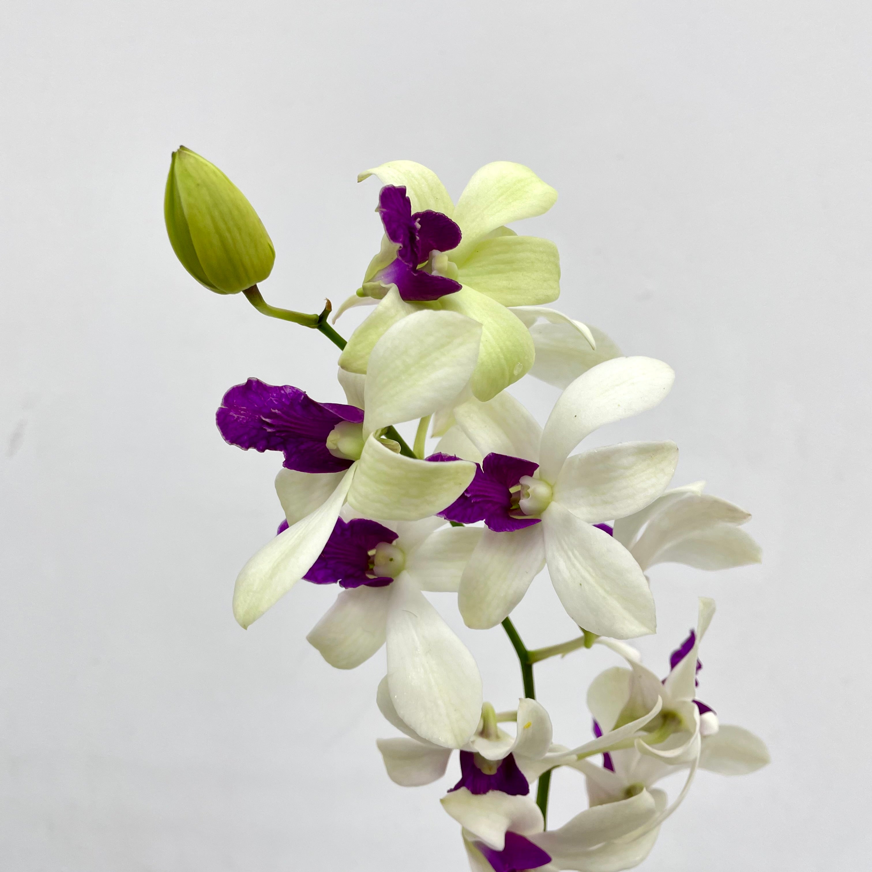 Dendrobium Orchid White Purple (M) - (5 Stems)