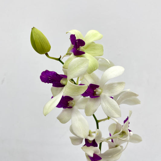Dendrobium Orchid White Purple (M) - (5 Stems)