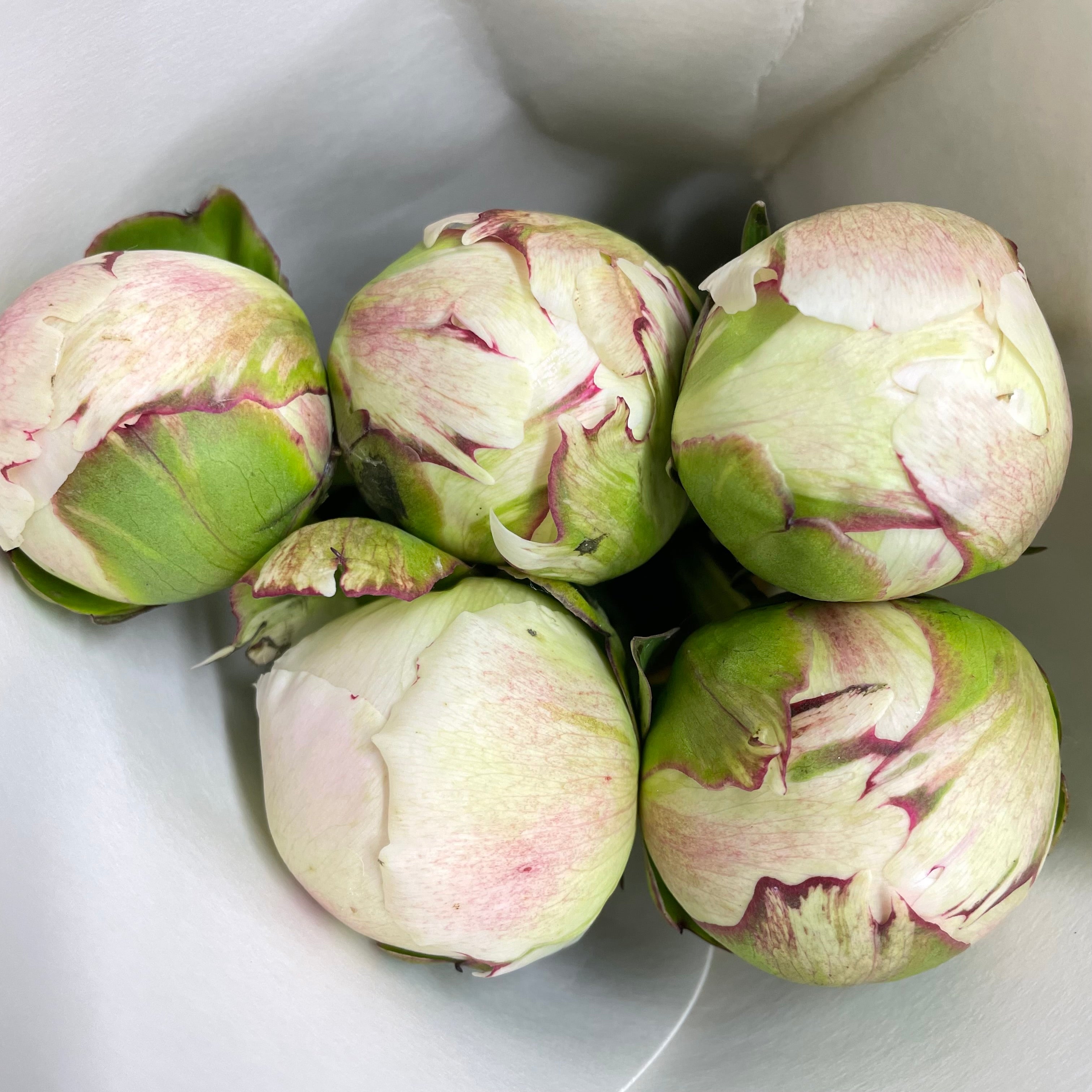 Peony Audel - (5 Stems)
