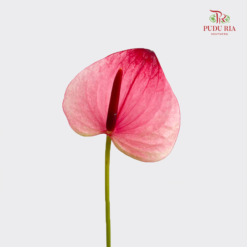 Anthurium 火鹤花 - (5 Stems)