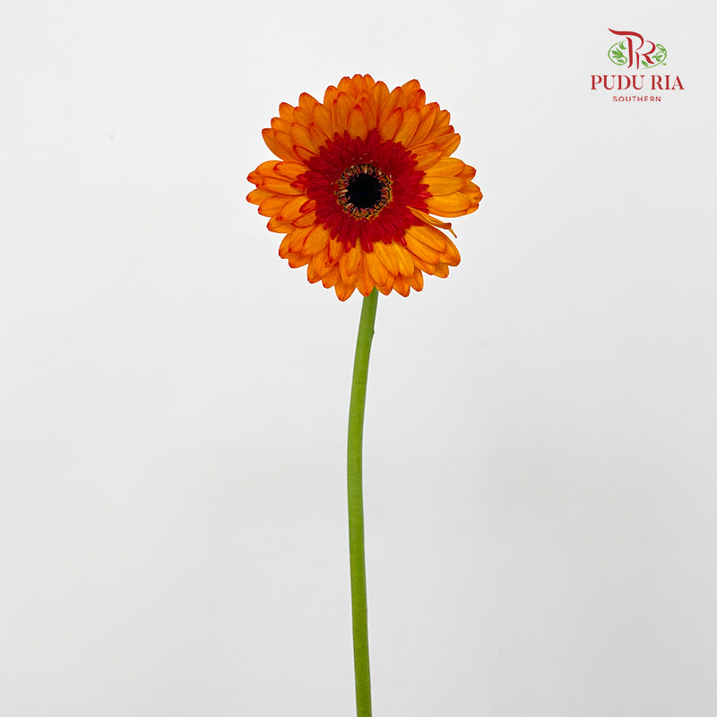 Gerbera Red 非洲菊 - (8-10 Stems)
