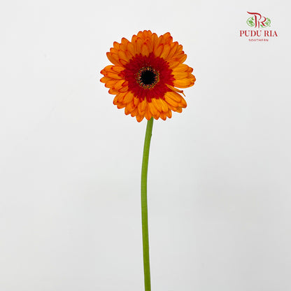 Gerbera Red/Orange - (8-10 Stems)