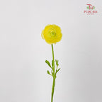 Ranunculus 洋牡丹 - (8-10 Stems)
