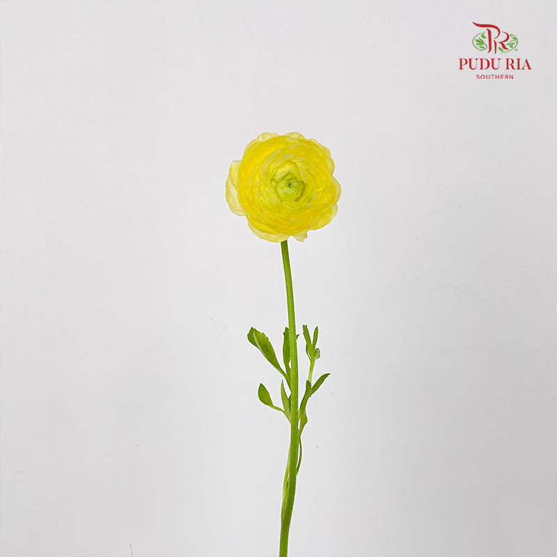 Ranunculus Light Yellow 毛茛属 - (8 - 10 Stems)