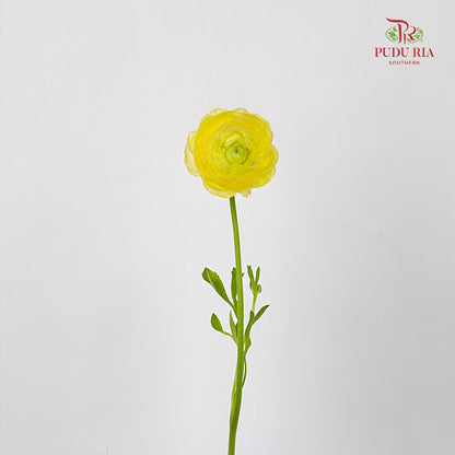 Ranunculus Light Yellow 毛茛属 - (8 - 10 Stems)