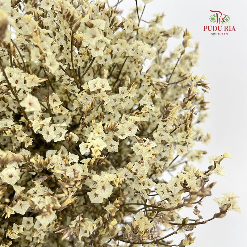 Dry Flower Caspia - Yellow