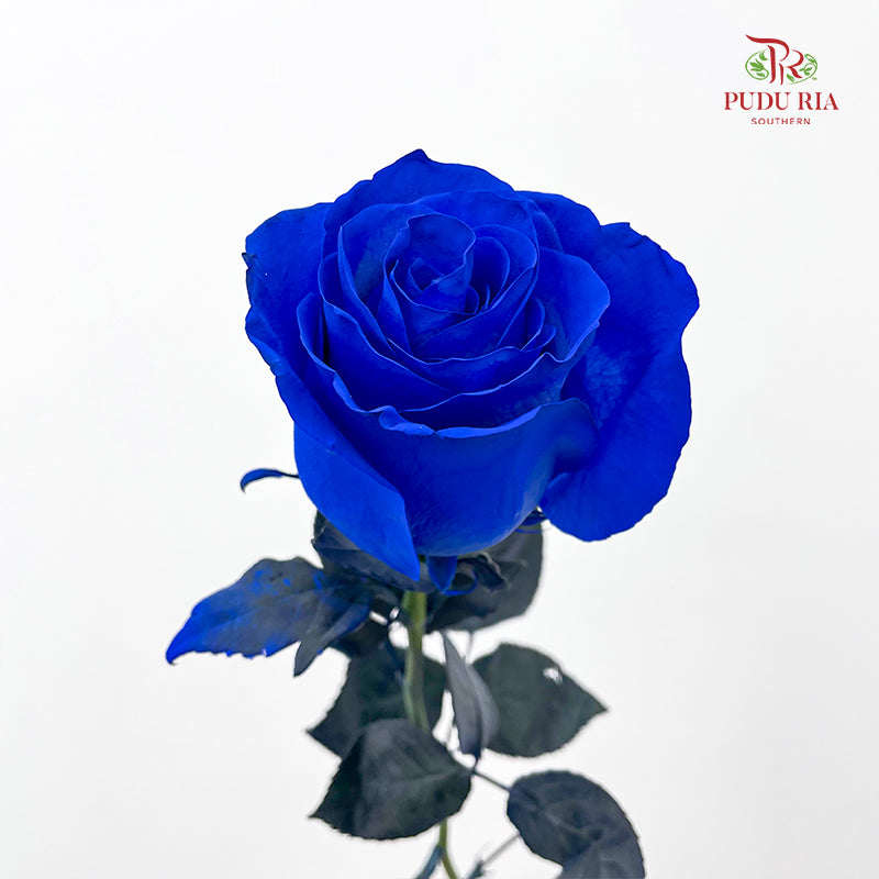 Rose Mondial Dyed Rose - (8-10 Stems)