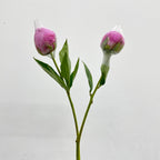 Peony Pink - (2 Stems)