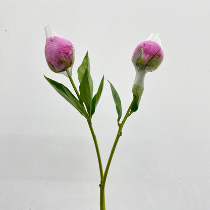 Peony Pink - (2 Stems)