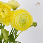 Ranunculus 洋牡丹 - (8-10 Stems)