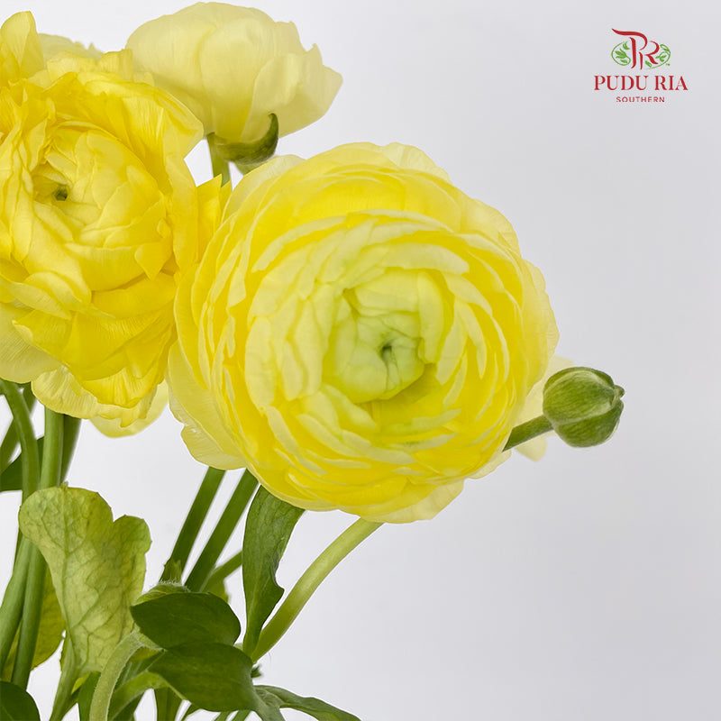 Ranunculus Light Yellow 毛茛属 - (8 - 10 Stems)