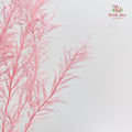 Dry Melaleuca Leaf Pink
