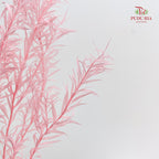 Dry Melaleuca Leaf Pink