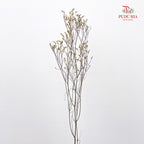 Dry Flower Caspia - Yellow