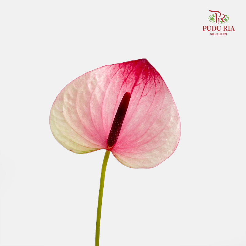 Anthurium 火鹤花 - (5 Stems)