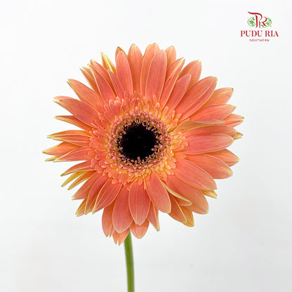 Gerbera Peach - (8-10 Stems)