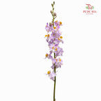 Mokara Dhovo Ties 莫氏兰 - (5 Stems)