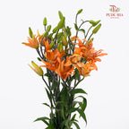 Tiger Lily Mini  虎皮百合 - (5 Stems)