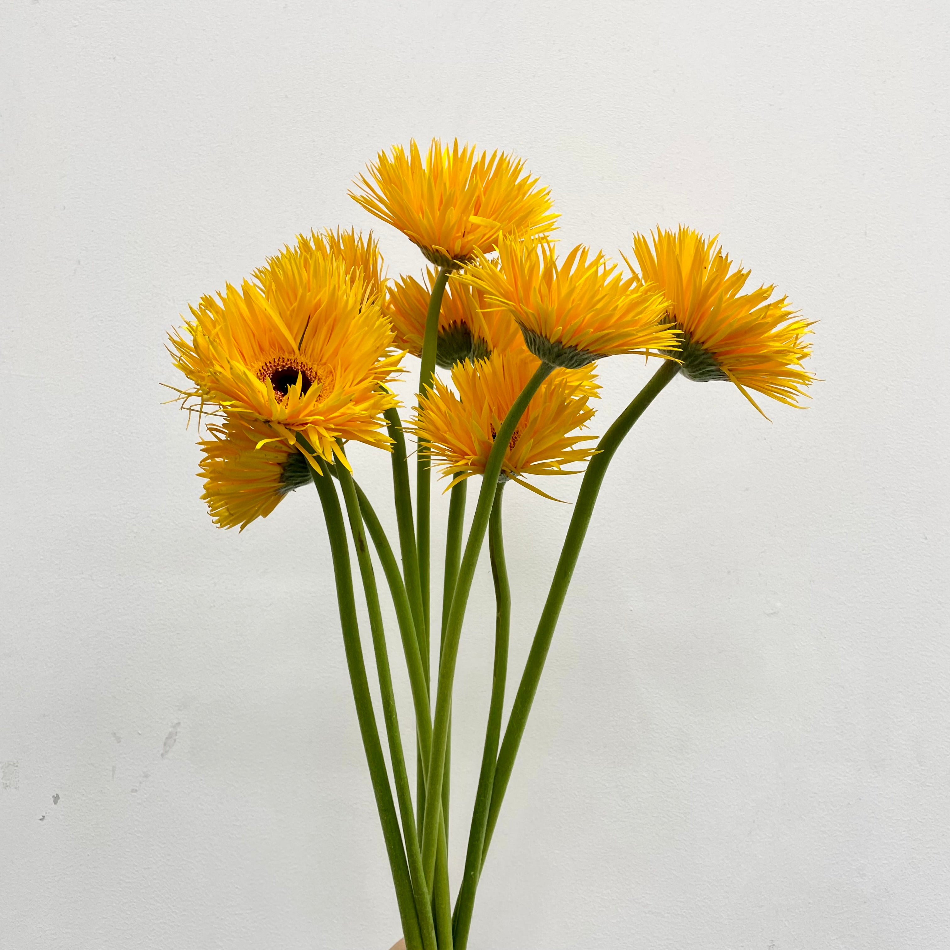 Gerbera Spider Yellow - (8-10 Stems)