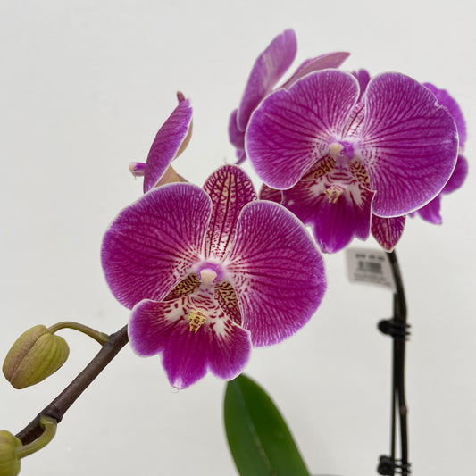 Phalaenopsis Orchid Purple Line Big