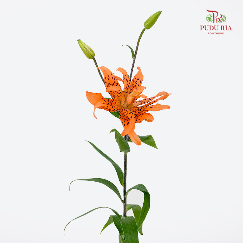 Tiger Lily Mini  虎皮百合 - (5 Stems)