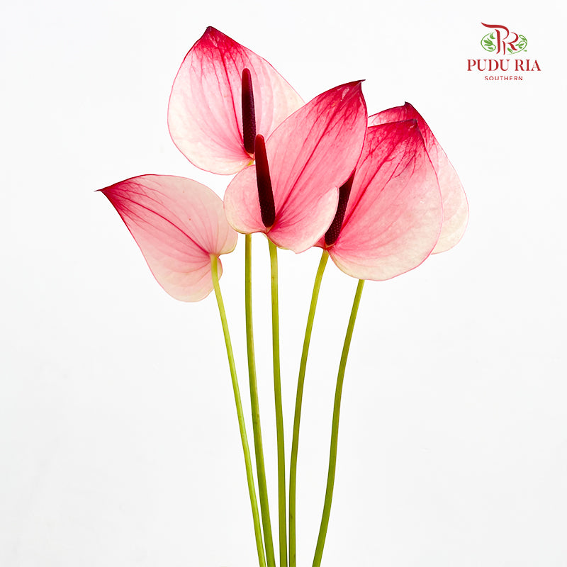 Anthurium 火鹤花 - (5 Stems)