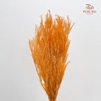 Dry Melaleuca Leaf Orange