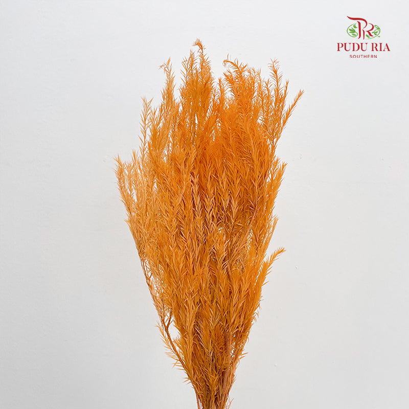 Dry Melaleuca Leaf Orange