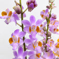Mokara Dhovo Ties 莫氏兰 - (5 Stems)