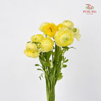 Ranunculus 洋牡丹 - (8-10 Stems)
