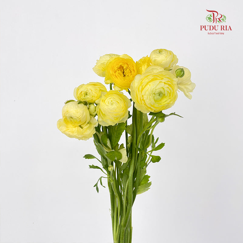 Ranunculus Light Yellow 毛茛属 - (8 - 10 Stems)