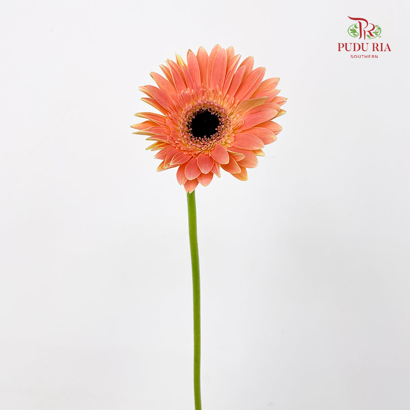 Gerbera Orange 非洲菊 - (8-10 Stems)