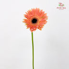 Gerbera Orange 非洲菊 - (8-10 Stems)