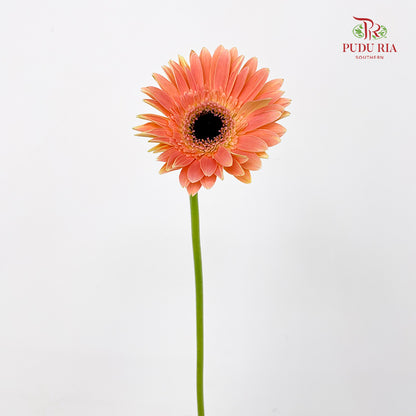 Gerbera Peach - (8-10 Stems)