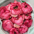 Rose Spray Julietta Raspberr - (6 Stems)