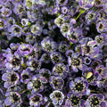 Wax Flower Purple 蜡花 - (Per Bundle)