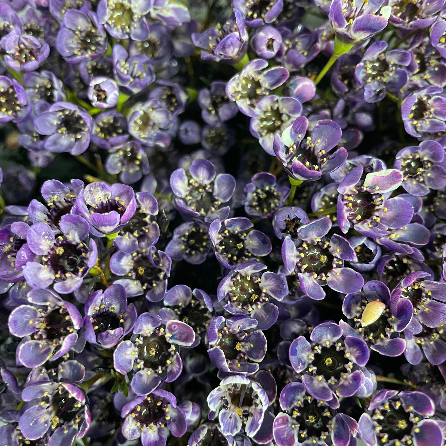 Wax Flower Dark Purple - (Per Bundle)