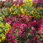 Chrysanthemum Gypsophilla P150  菊花满天星