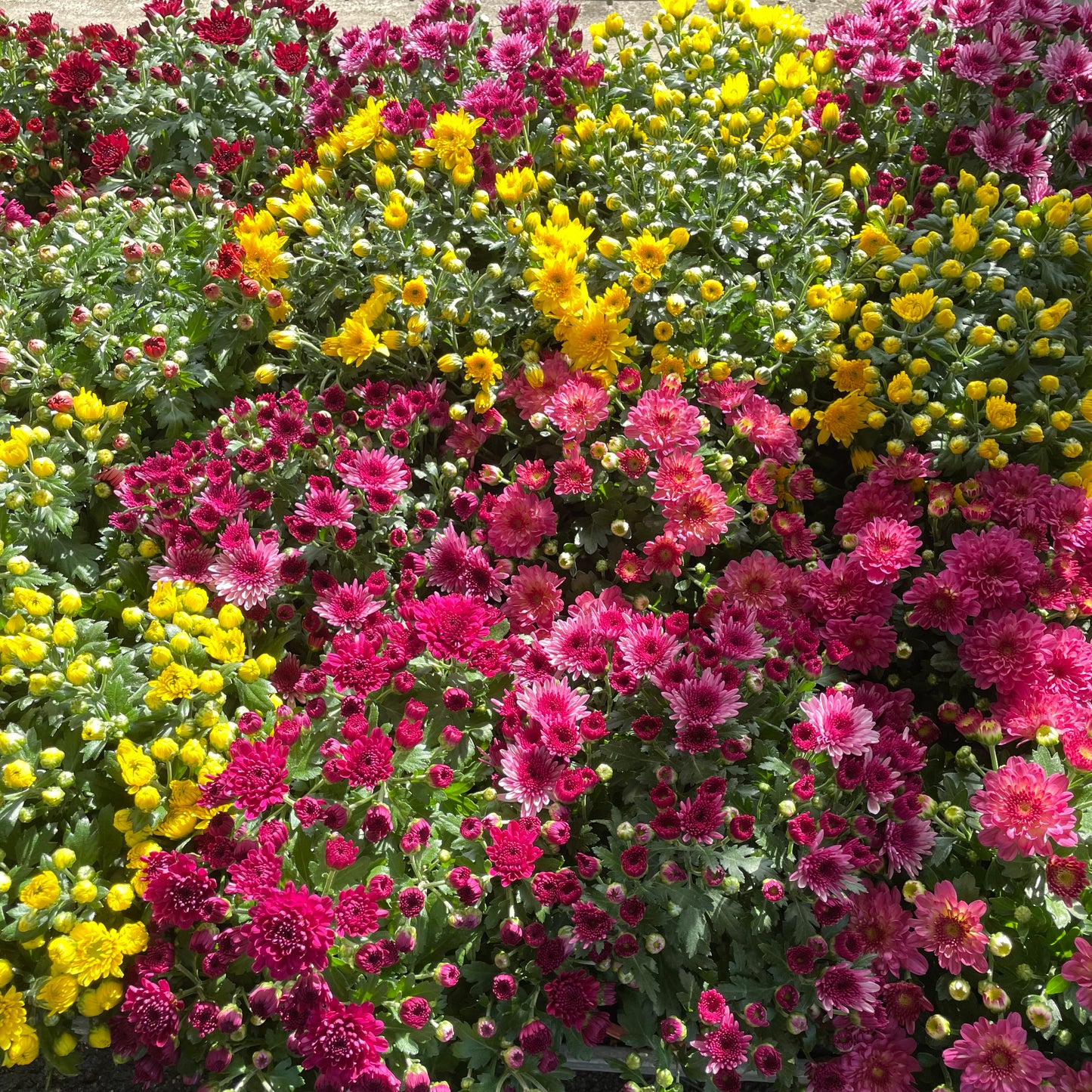 Chrysanthemum Gypsophilla P210 菊花满天星