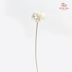 Dry Sola Marigold White - 10 Stems
