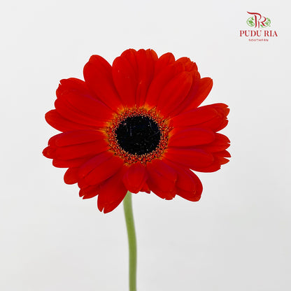 Gerbera Dark Orange - (8-10 Stems)