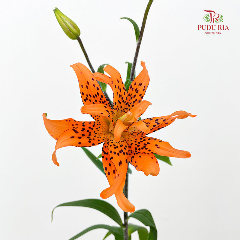 Tiger Lily Mini  虎皮百合 - (5 Stems)